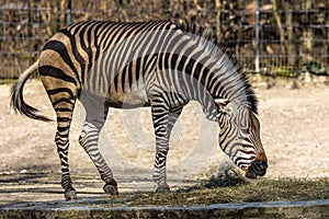 Hartmann`s Mountain Zebra, Equus zebra hartmannae. An endangered zebra