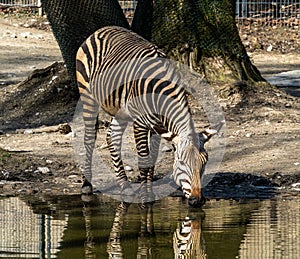 Hartmann`s Mountain Zebra, Equus zebra hartmannae. An endangered zebra