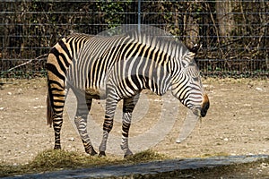 Hartmann`s Mountain Zebra, Equus zebra hartmannae. An endangered zebra