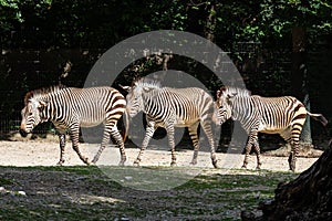 Hartmann`s Mountain Zebra, Equus zebra hartmannae. An endangered zebra