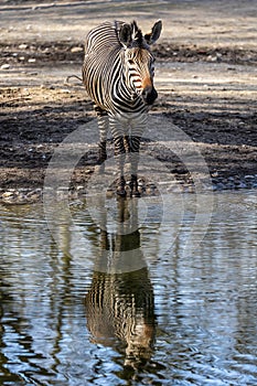 Hartmann`s Mountain Zebra, Equus zebra hartmannae. An endangered zebra