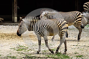 Hartmann`s Mountain Zebra, Equus zebra hartmannae. An endangered zebra