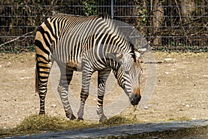 Hartmann`s Mountain Zebra, Equus zebra hartmannae. An endangered zebra