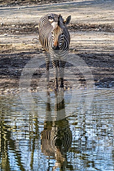 Hartmann`s Mountain Zebra, Equus zebra hartmannae. An endangered zebra