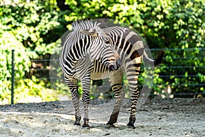 Hartmann`s Mountain Zebra, Equus zebra hartmannae. An endangered zebra