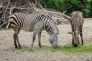 Hartmann`s Mountain Zebra, Equus zebra hartmannae. An endangered zebra