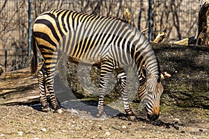 Hartmann`s Mountain Zebra, Equus zebra hartmannae. An endangered zebra