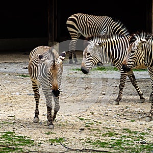 Hartmann`s Mountain Zebra, Equus zebra hartmannae. An endangered zebra