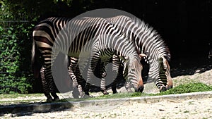 Hartmann\'s Mountain Zebra, Equus zebra hartmannae. An endangered zebra