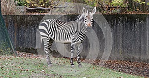 Hartmann\'s Mountain Zebra, Equus zebra hartmannae. An endangered zebra