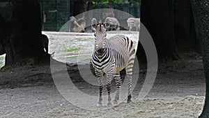 Hartmann\'s Mountain Zebra, Equus zebra hartmannae. An endangered zebra