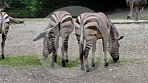 Hartmann\'s Mountain Zebra, Equus zebra hartmannae. An endangered zebra