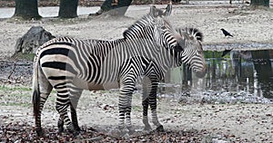 Hartmann\'s Mountain Zebra, Equus zebra hartmannae. An endangered zebra