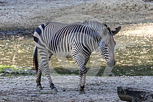 Hartmann\'s Mountain Zebra, Equus zebra hartmannae. An endangered zebra