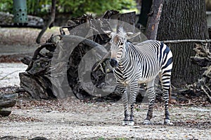 Hartmann\'s Mountain Zebra, Equus zebra hartmannae. An endangered zebra