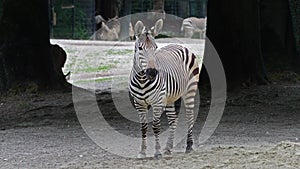 Hartmann\'s Mountain Zebra, Equus zebra hartmannae. An endangered zebra
