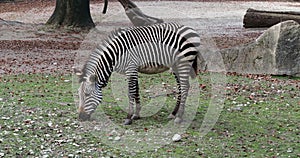 Hartmann\'s Mountain Zebra, Equus zebra hartmannae. An endangered zebra