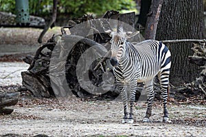 Hartmann\'s Mountain Zebra, Equus zebra hartmannae. An endangered zebra