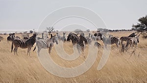 Hartmann`s Mountain Zebra Equus zebra hartmannae in Etosha Nationalpark, Namibia, Africa