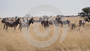 Hartmann`s Mountain Zebra Equus zebra hartmannae in Etosha Nationalpark, Namibia, Africa