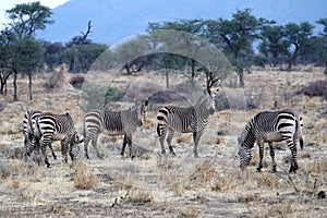 Hartmann`s mountain zebra Equus zebra hartmannae - Namibia Africa