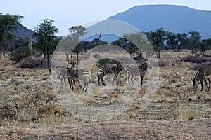 Hartmann`s mountain zebra Equus zebra hartmannae - Namibia Africa