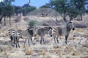 Hartmann`s mountain zebra Equus zebra hartmannae - Namibia Africa
