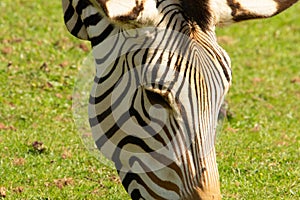 Hartmann's mountain zebra (Equus zebra hartmannae) a single adult