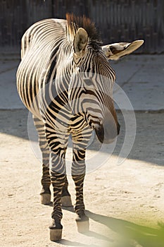 HartmannÃÂ´s zebra,Equus zebra hartmannae