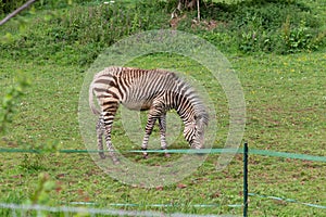 Hartmanns mountain zebra equus zebra hartmannae