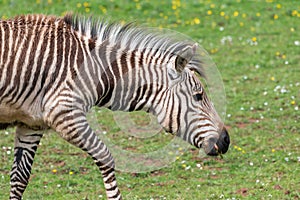 Hartmanns mountain zebra equus zebra hartmannae