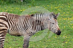Hartmanns mountain zebra equus zebra hartmannae
