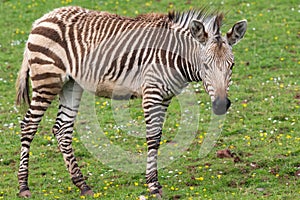 Hartmanns mountain zebra equus zebra hartmannae