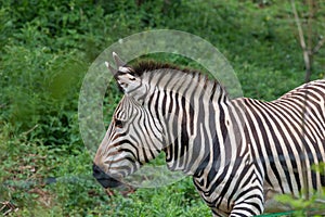 Hartmanns mountain zebra equus zebra hartmannae