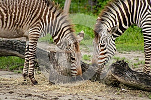 Hartmanns mountain zebra
