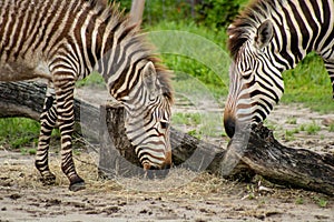 Hartmanns mountain zebra