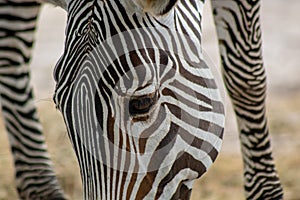Hartmanns mountain zebra
