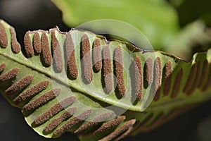 Harts-tongue fern