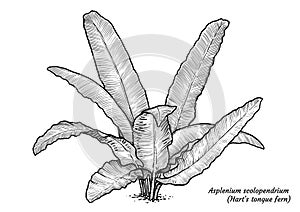 Hartâ€™s tongue fern illustration, drawing, engraving, ink, line art, vector