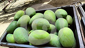 Harum Manis Manggo, sweet plums are only available in Perlis, Malaysia