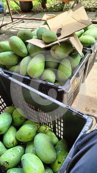 Harum Manis Manggo, sweet plums are only available in Perlis, Malaysia