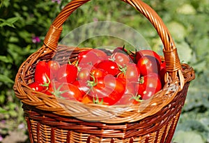 Harves tomatoes in the basket. Summer garden photo