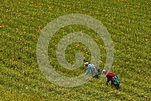 Harvest