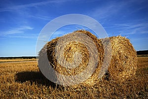 On the harvest