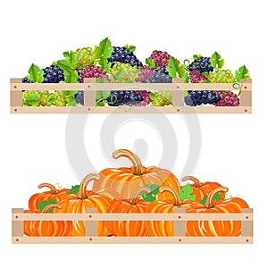 Harvest grapes and pumpkins are stacked in a box photo