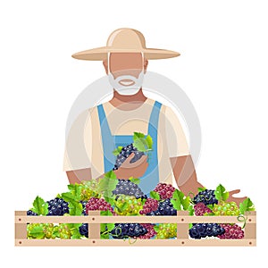 Elderly man in work clothes and a sun hat harvests grapes for wine photo