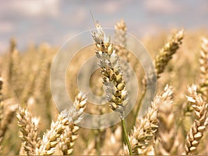 Harvest photo