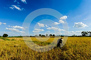 Harvest