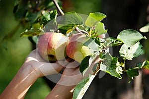 Harvest of apple