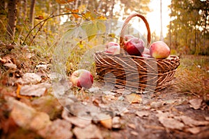 Harvest of apples